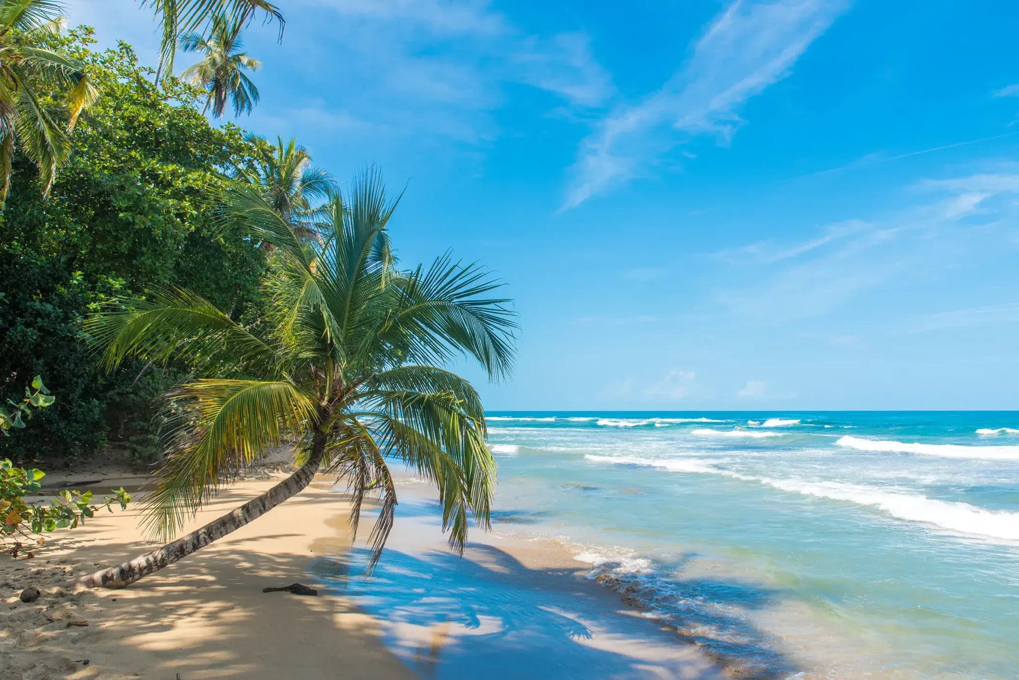 Palm trees leaning over a tropical Costa Rica beach